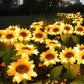 🌻50% RABATT! ☀️ Vattentäta solcellslampor🎁🌻