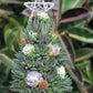 🔥Sista dagen 70% OFF - 🎁🎄Succulent konstträd