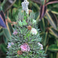 🔥Sista dagen 70% OFF - 🎁🎄Succulent konstträd